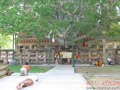 印度佛教圣树——释迦牟尼佛悟道处菩提树遭砍伤