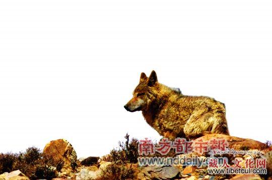 喜马拉雅山北坡调查:野生动物数量增加种类减少_动物世界 在门布乡附近,科考队员与一只野狼不期而遇。科考队供图 会唱歌的鼠兔 两爬调查队员潘虎军早上起床的第一件事,就是跑到院中越野车上检查自己的标本。他担心的事情还是发生了,装蝌蚪的标本盒内,连蝌蚪带水早已冻成了一坨冰。 按北坡规律,每天一过午后,便开始刮风,到了半夜或凌晨时分,大风更是刮得撼屋动墙。受喜玛拉雅雨影区影响,这里基本只刮风不下雨,即便已是5月,有时夜里还会飘下一场大雪或冰雹。潘虎军捧着标本盒进入室内,用一杯热水隔着标本盒解冻,冰面缓缓化开,少数几只蝌蚪竟又顽强活了过来。潘测了一下室外温