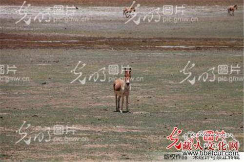 西藏措美县：哲古草原上的藏野驴时常闯入人们眼帘
