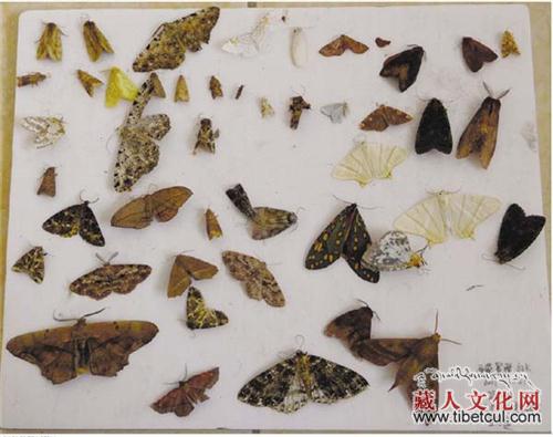 西藏自治区错那县发现缺口青尺蛾 属新物种