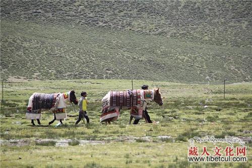 羌塘卓克帕人：游牧藏北