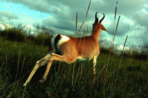 全球首个普氏原羚特护区保护站在青海海北成立