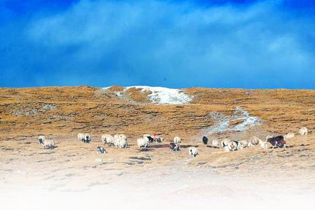 三江源保护区惊人现状：牧场废弃 牛羊数量递减