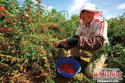 中国柴达木盆地“小枸杞”已成“大产业”