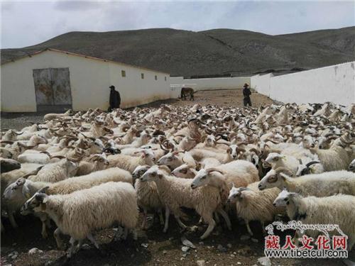 雪山脚下的生态藏羊 “联网”城里人餐桌