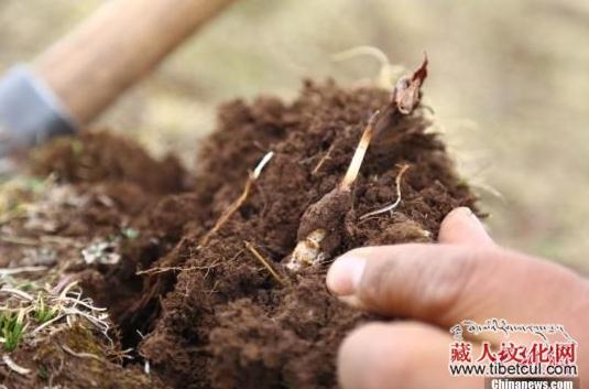 中国冬虫夏草主产区青海玉树产量价格双涨