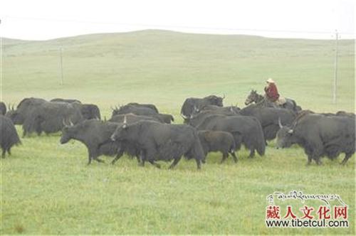 青海省玉树、果洛两州牦牛产业支撑脱贫绿色发展