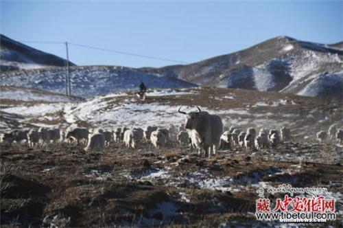 甘肃华锐藏区"白牦牛之变"：从养家糊口到旅游兴业