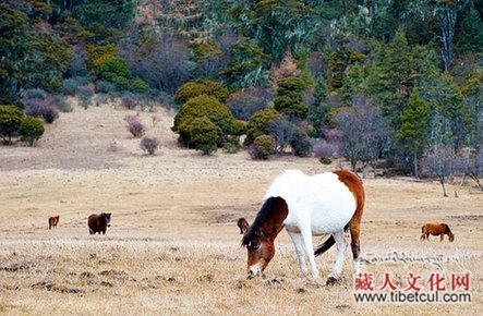 香格里拉仙境普达措：至今保持完整的原始森林生态系统