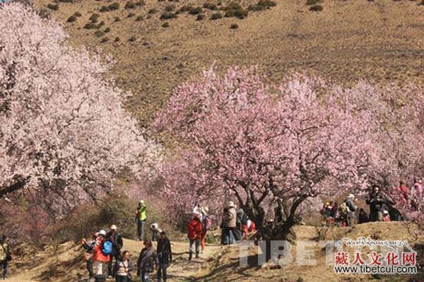 众多游客相约林芝嘎拉村体验“世外桃源”般的桃花仙境