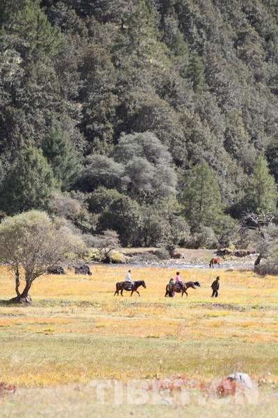 鲁朗旅游热：当地居民正带领游客骑马郊游