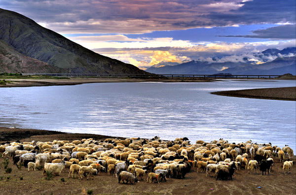 日喀则·年楚河畔牧羊
