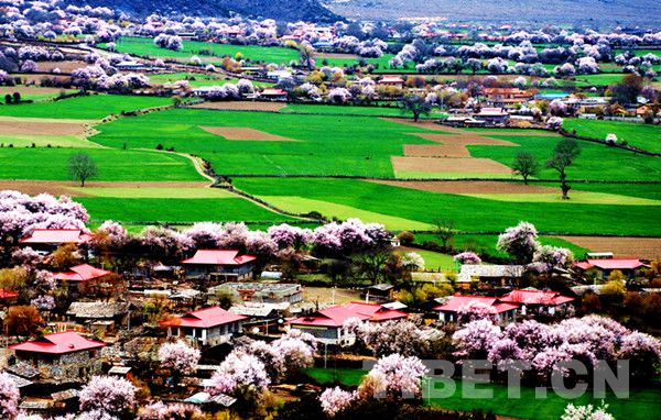 桃花映照林芝新农村