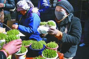 绿油油的青稞苗，很惹人爱