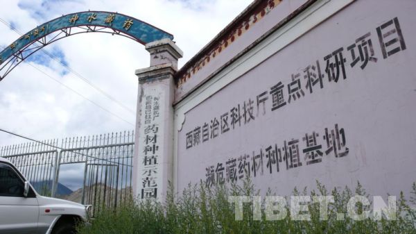 西藏雄巴拉曲神水藏药厂的濒危藏药材种植基地