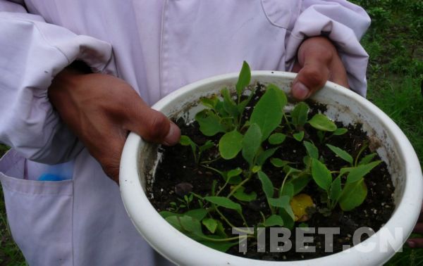 雄巴拉曲神水藏药厂的科研人员所培育的西藏濒危藏药材