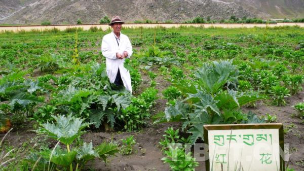 西藏雄巴拉曲神水藏药厂藏药材种植示范园内，一位负责人在查看藏药材红花的长势