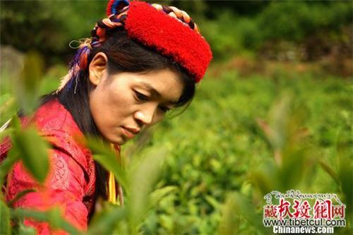 西藏错那县勒乡:门巴族种茶走上"致富路"