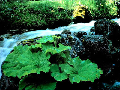 水草丰什么成语_水草简笔画(2)