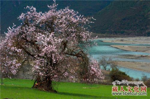 杰·敬安大师破除邪咒和兵灾的故事