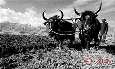从西藏第一块农田　说说古老的农耕文化