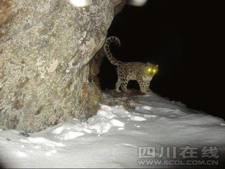 四川卧龙地区拍到野生雪豹照片