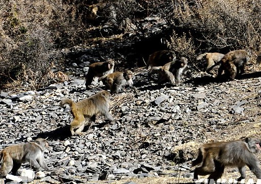 西藏林芝：大批罕见野生猕猴下山觅食