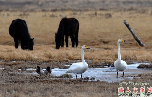 甘南藏区尕海候鸟提前迁徙
