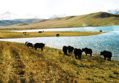 青海省祁连县打造祁连山牦牛和白藏羊特色品牌