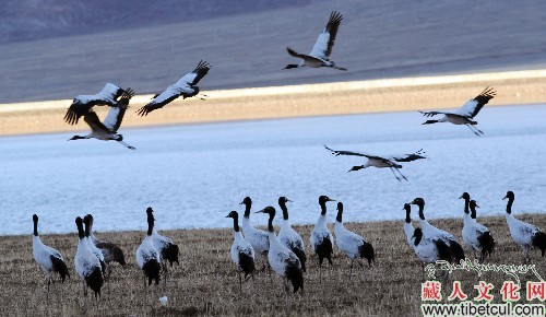 西藏已建立野生动物类型自然保护区25处