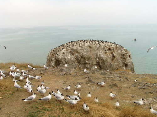 青海湖鸟岛景区将进一步加强科研保护力度