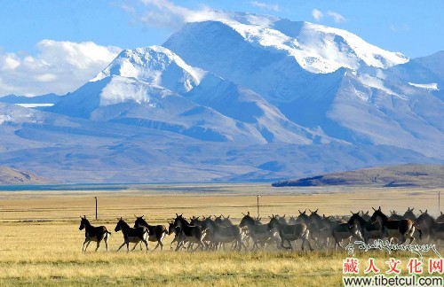西藏那曲地区的农牧民遭遇生态改善后的“新烦恼”