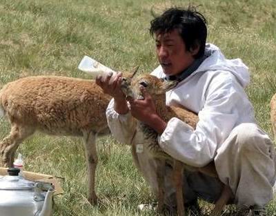 可可西里成功实现四例“人工”繁殖藏羚羊
