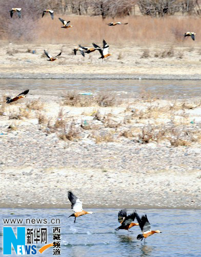 西藏拉萨河成为“候鸟”的天堂