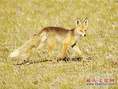 双湖县：人与自然和谐相处的“天堂”