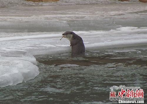 河流生态系统完整 长江源区域首次拍摄到欧亚水獭