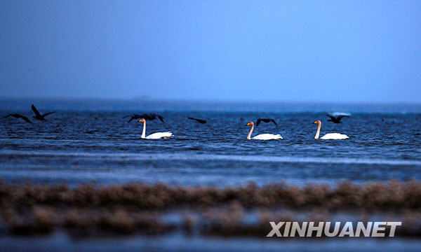 大天鹅提前来过冬 青海湖成“天鹅湖”