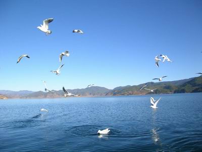 青海湖水位呈现明显上涨势态