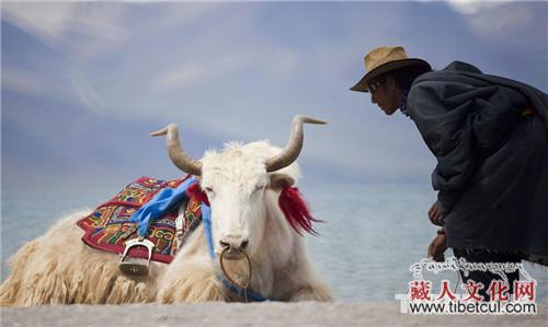填补美国农业空缺 西藏牦牛“移民”美国30年