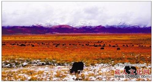 当雄牦牛登上央视 西藏新农牧业引起全国关注