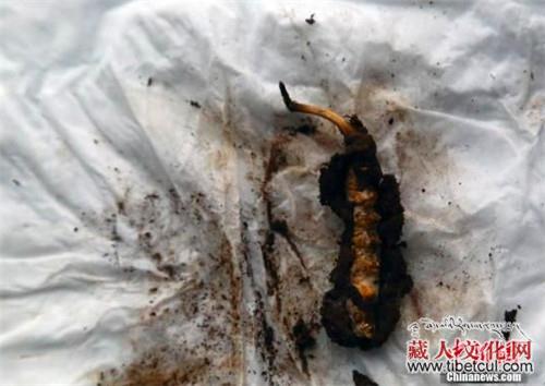 气候变暖致中国冬虫夏草主产地青海玉树减产一半
