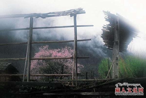 西藏将举行第九届林芝桃花旅游节成冬季旅游品牌