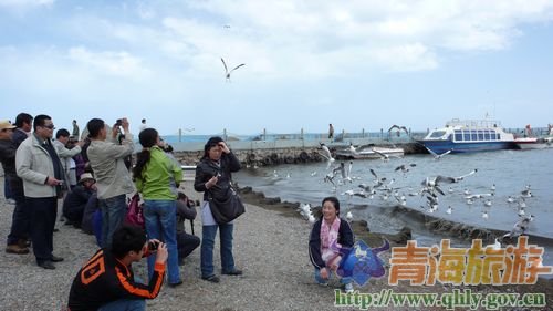 青海湖依然美丽，游人如织
