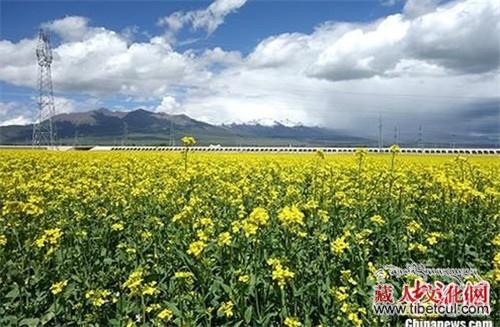 青海门源万亩油菜花盛开 游客徜徉“花海”