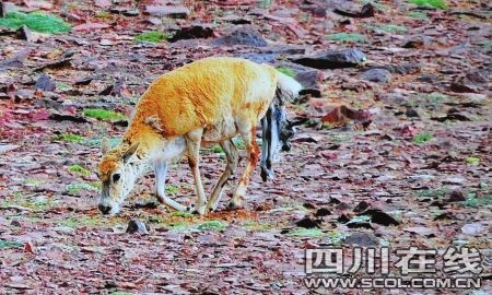 民间摄影师拍摄到藏羚羊自然产崽 属世界首举