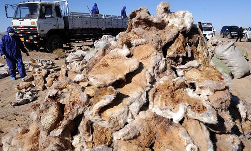 青海：公开销毁2282张缴获的藏羚羊皮