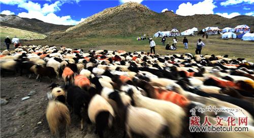 数羊头 西藏白朗县牧民进行“果孜”比赛