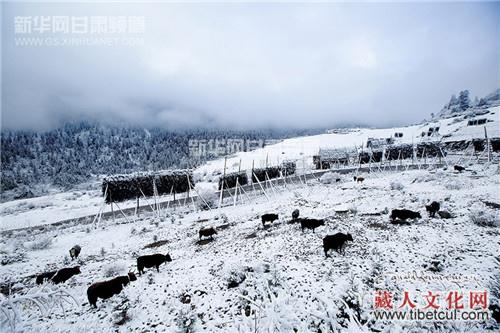 百年藏寨雪景诱人：甘肃甘南州迭部县溢哇乡扎尕那