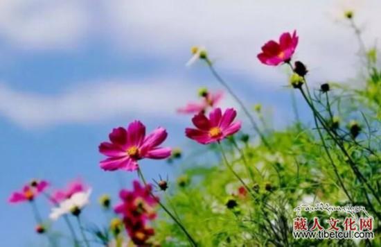 “追梦·西藏的足迹”十个生态词汇读懂西藏