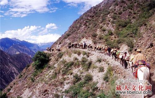 墨脱县增收有渠道：首个骡马运输队在加热萨村成立